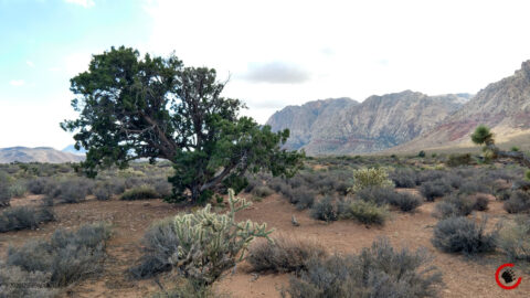 Mojave Landscape #1