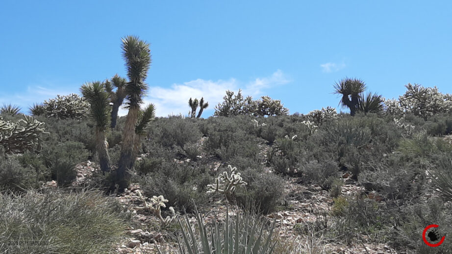 Mojave Landscape #2